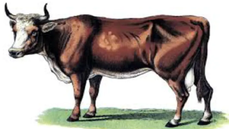 Clipart:_n6r7x-sehk= Cow: A Visual Journey